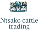 Ntsako Cattle Trading